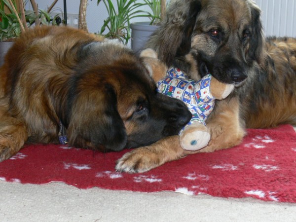 Ludwig und B&ouml;sel